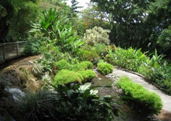 Au gré des allées du jardin botanique de Deshaies, Guadeloupe