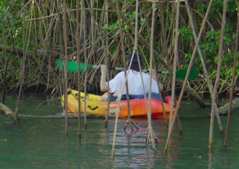 Sortie kayak en mangrove, Guadeloupe