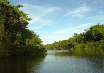 Mangrove de la Rivière Salée, Guadeloupe