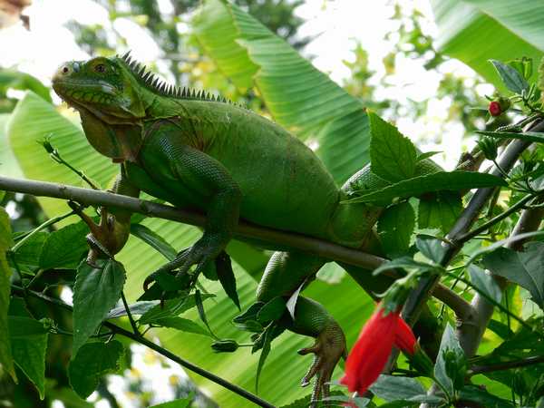 A green iguana in the garden banana trees