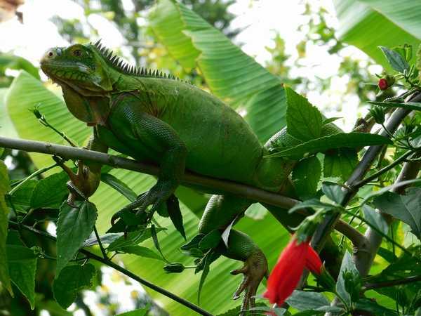 A Lamatéliane, iguane vert dans les bananiers du jardin.