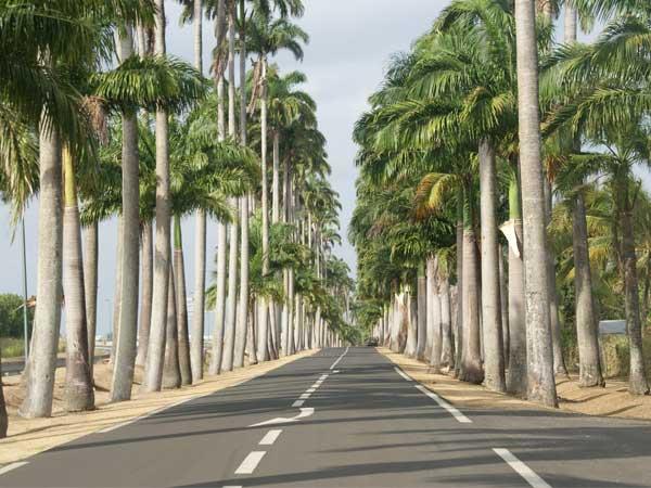 Vue sur l'Allée Dumanoir, Guadeloupe.