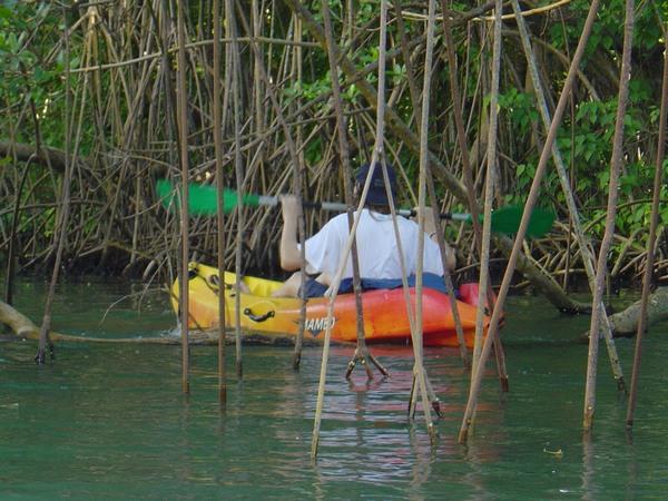 Sortie kayak en mangrove, Guadeloupe.