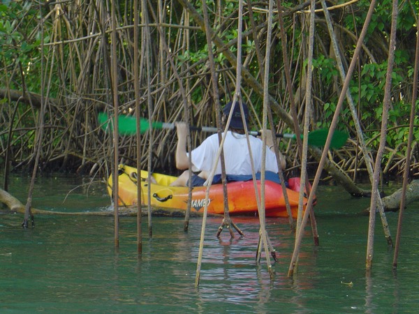 Balade en mangrove près de votre location de vacances en Guadeloupe