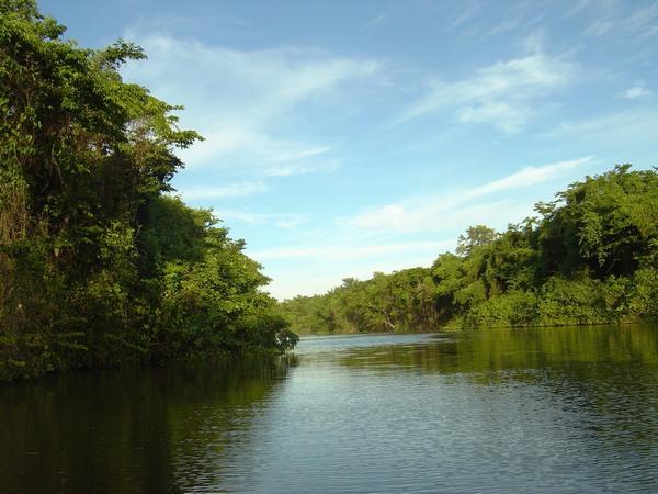 Mangrove de la Rivière Salée, Guadeloupe.